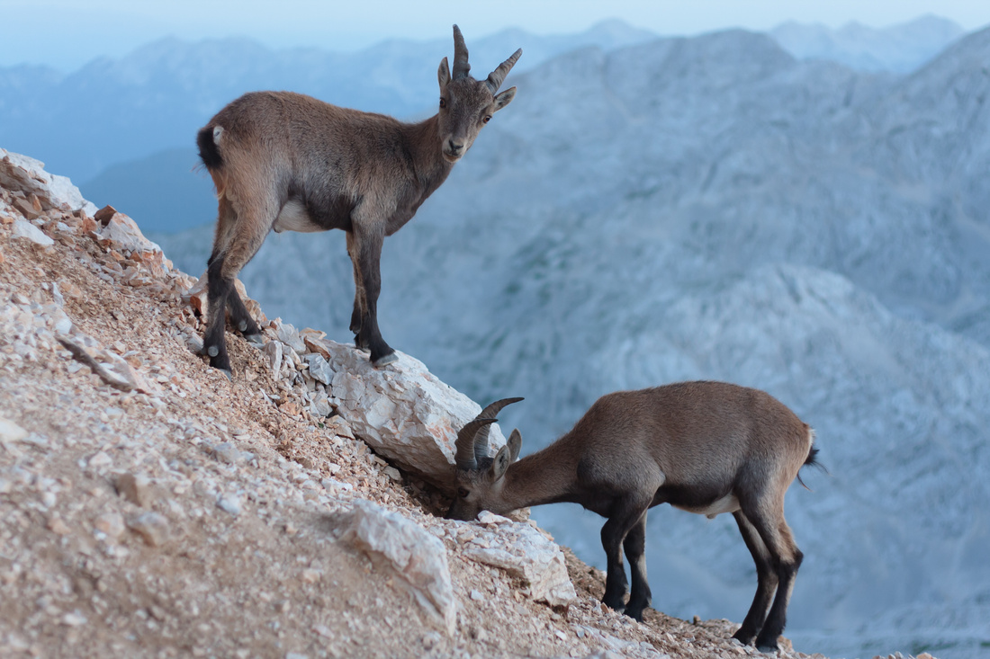  Alpine ibex
